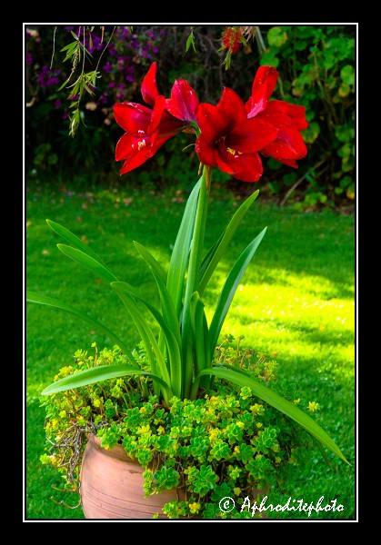 114 Fleurs